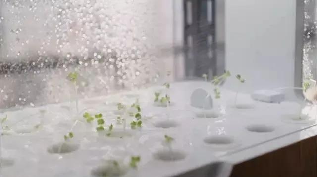 适合懒人家庭种菜100种,家里种菜这3种就够了