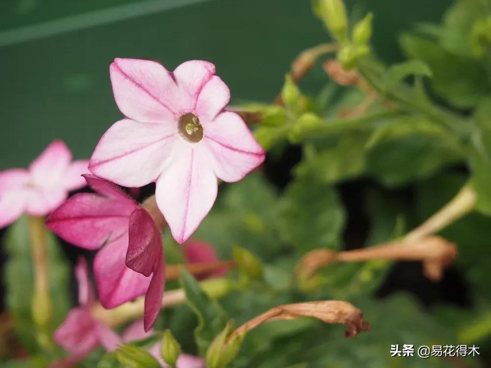 草烟跟香烟的区别,草烟是什么样子的