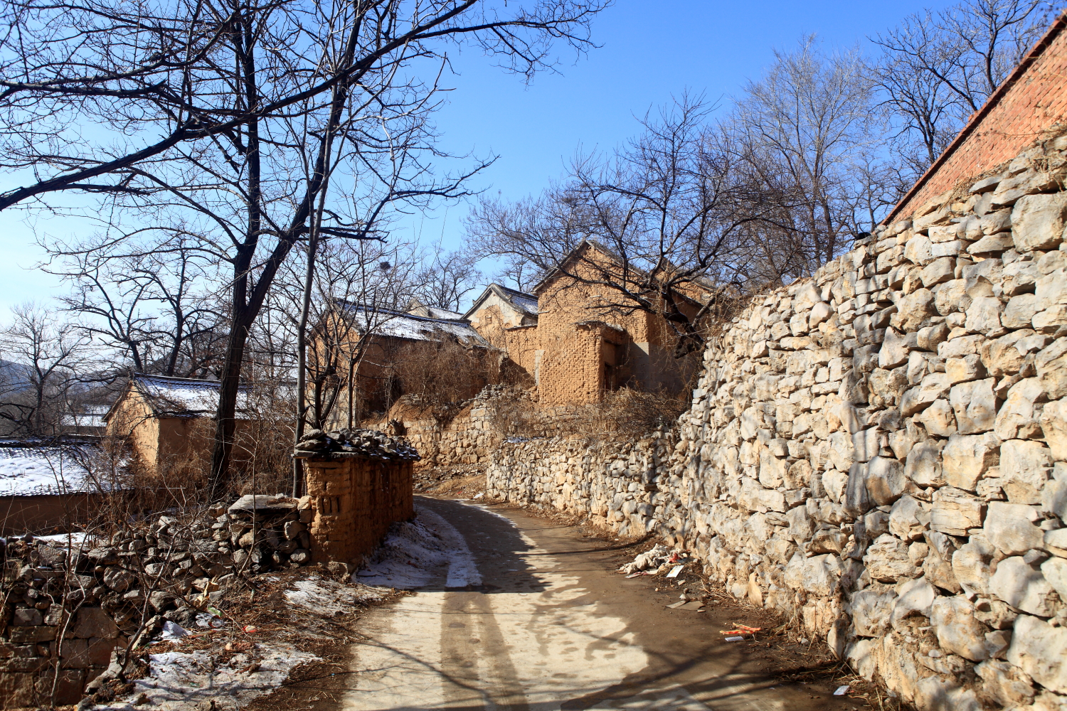 进化是定向的还是不定向的,进化是主动的还是被动的