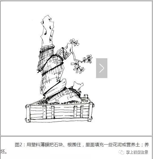 盆景主要分为树桩盆景,自然类树桩盆景和规律类树桩盆景