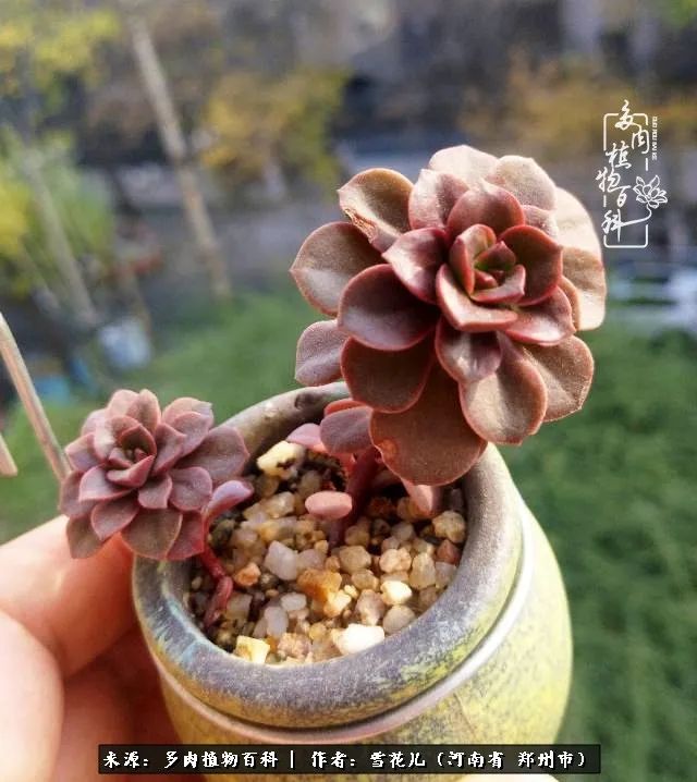 我的多肉乐园,多肉三寸阳台效果图