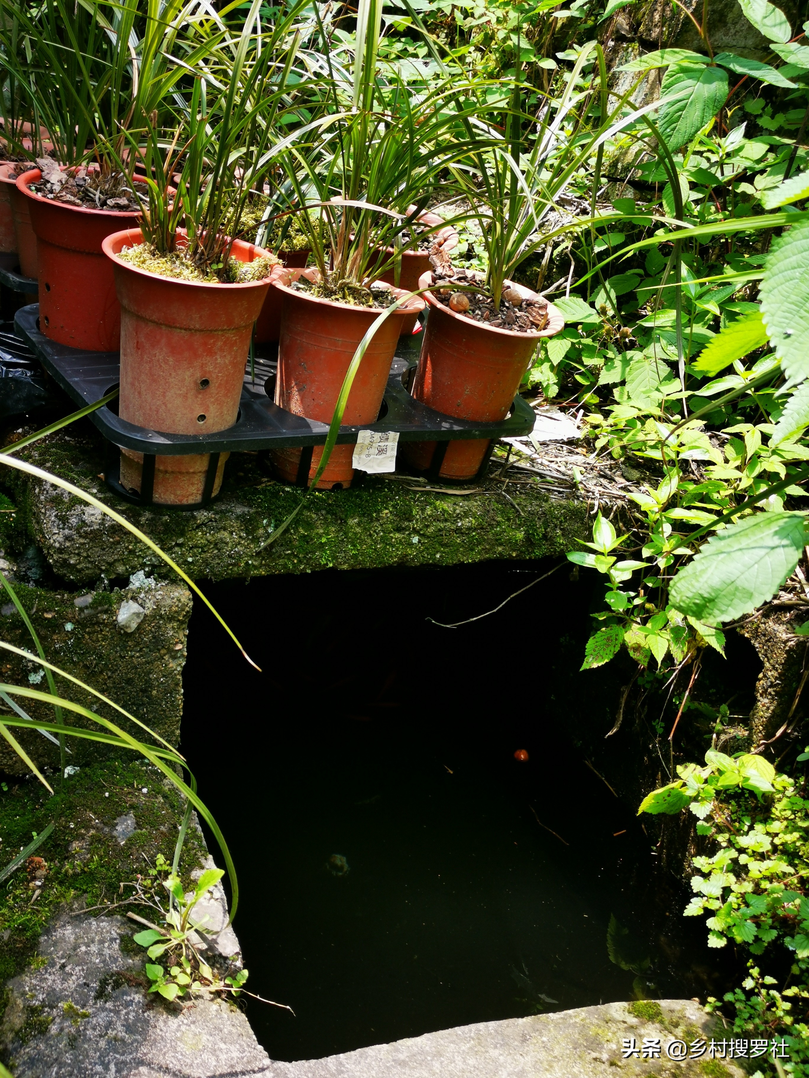 兰花什么叶子好养,露水对兰花叶子究竟有什么好处