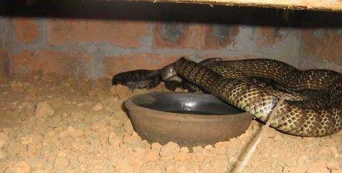 订单式养殖都有哪些好项目和方法,利润很吓人的10个冷门养殖项目