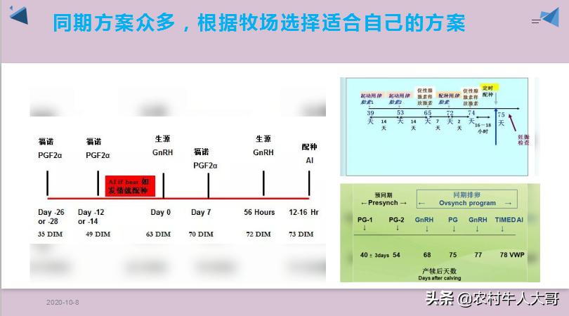 奶牛产后子宫净化保健实施方案ppT课件