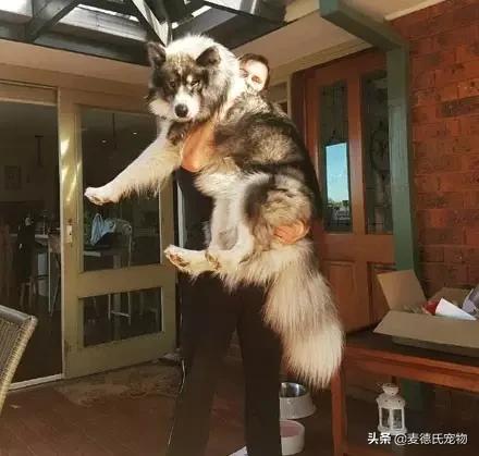 狗中三傻阿拉斯加萨摩耶,哈士奇阿拉斯加萨摩耶是哪里的狗