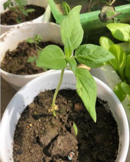 让向日葵快速盛开,盆栽向日葵长得又细又长怎么办