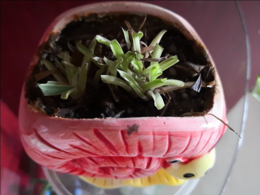 养吊兰的时候新手要注意哪些问题,吊兰养殖方法如何给吊兰换盆