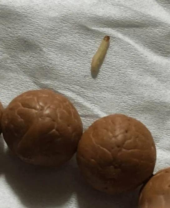 金刚生虫子怎么办,金刚中有恶心的虫子