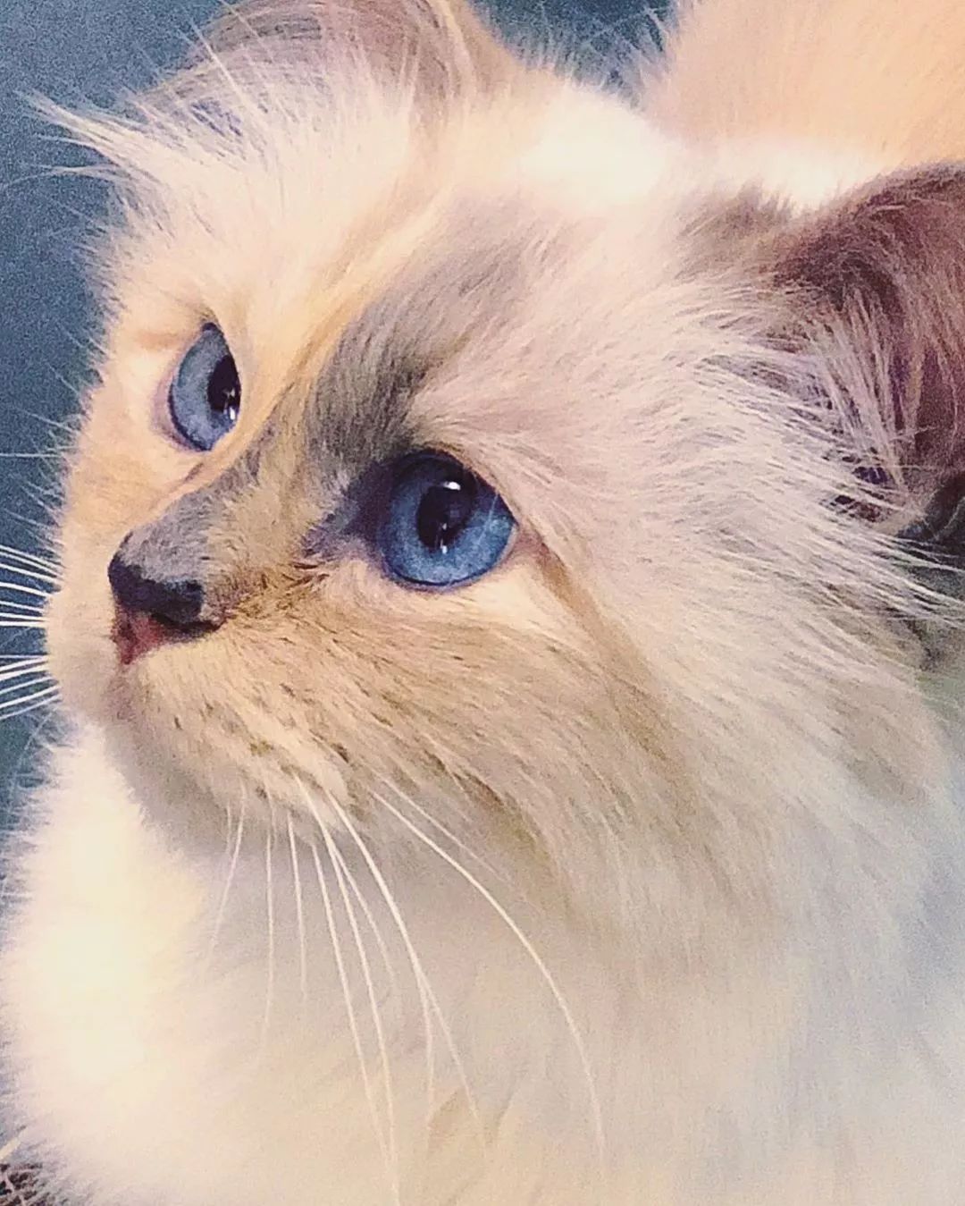 21亿遗产的猫现在怎么样了,失踪多年的猫终于回来了