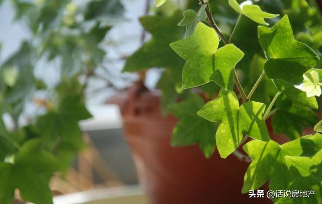 养好花六大关键十年养花经验总结,各种花卉养花技巧知识大全合集