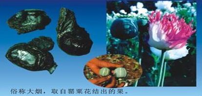 科目四禁毒知识题库,禁毒知识快问快答