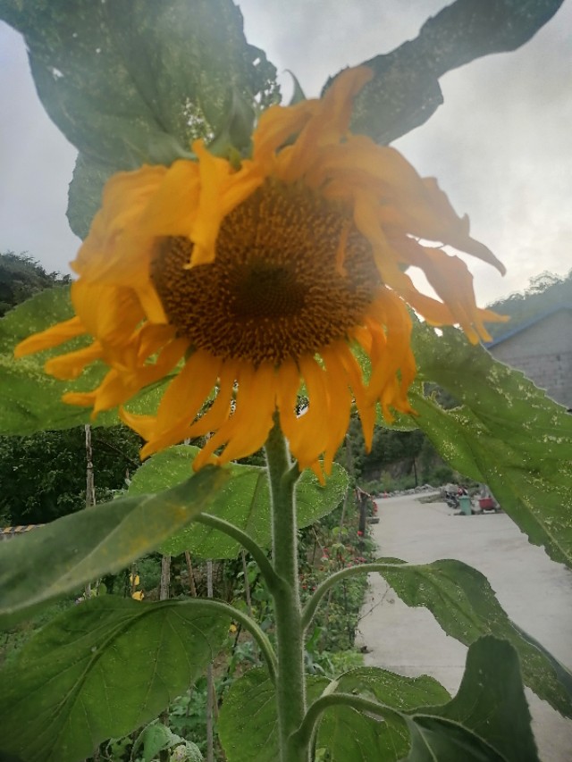 双代员,双代工作是什么