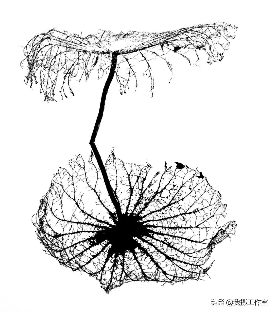 第16届国际摄影艺术展获奖作品,第29届全国摄影艺术展览作品集