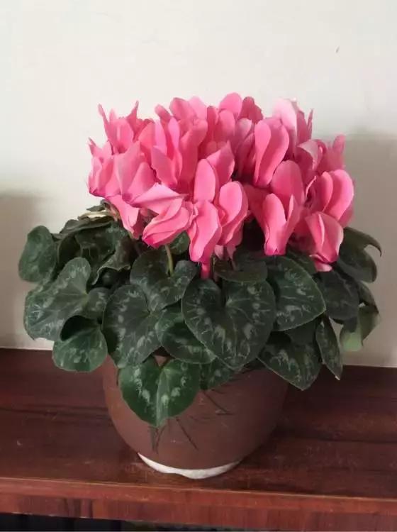 吸甲醛最好的8种花,什么花除甲醛最有效好养