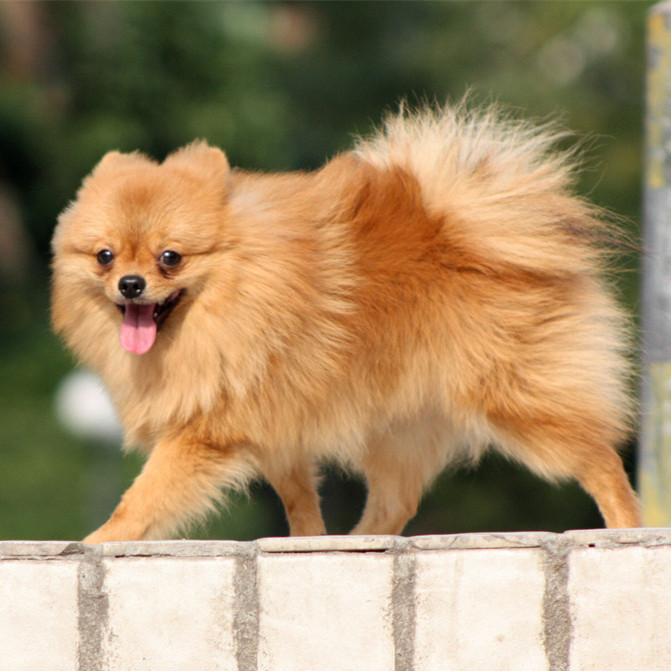 世界上最贵的狗狗排名,世界上最受欢迎的狗狗是什么狗