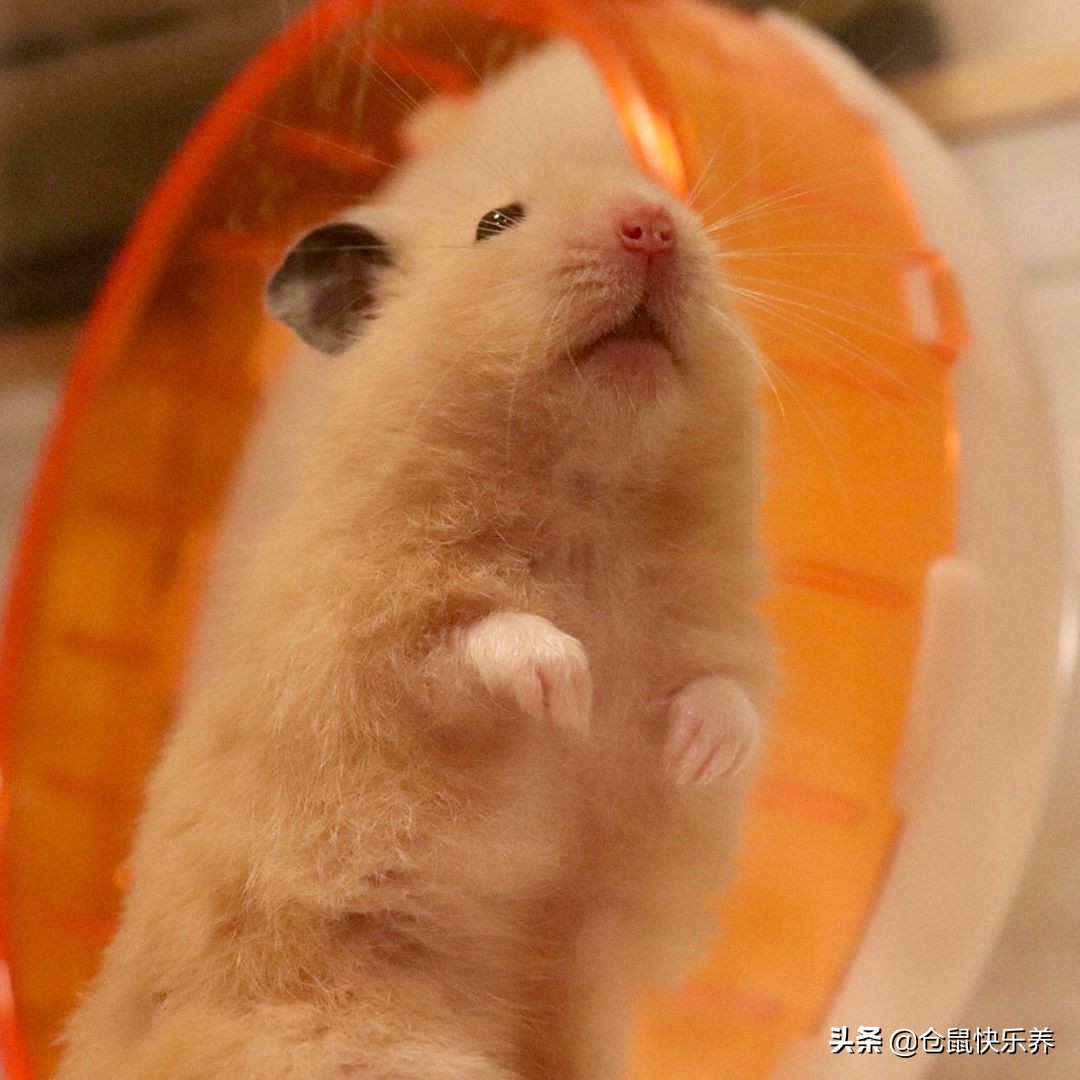 快一年的仓鼠突然很瘦但是爱运动,仓鼠幼鼠不爱运动