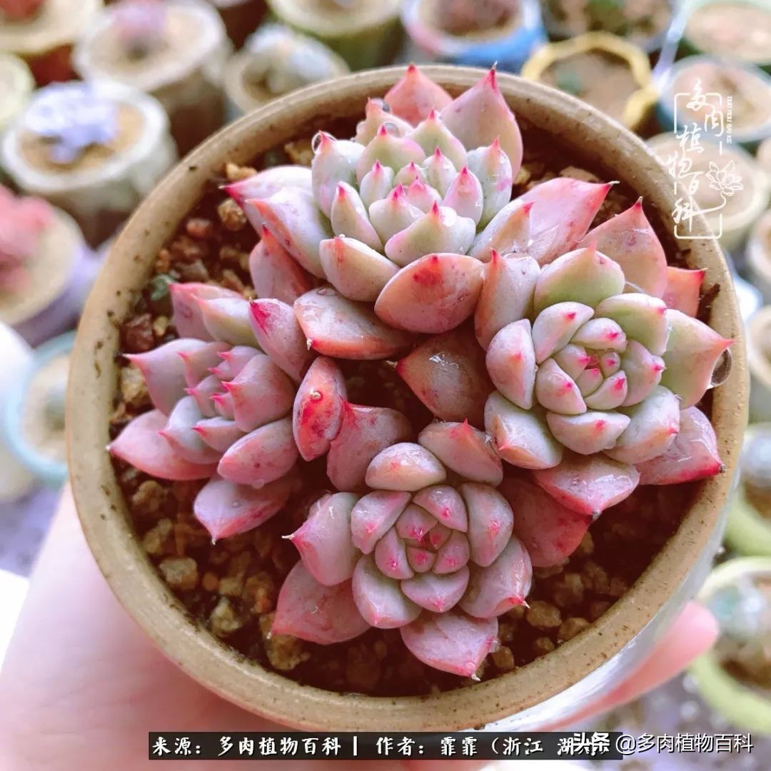 包邮区多肉度夏养护心得,阳台党养多肉怎么度夏