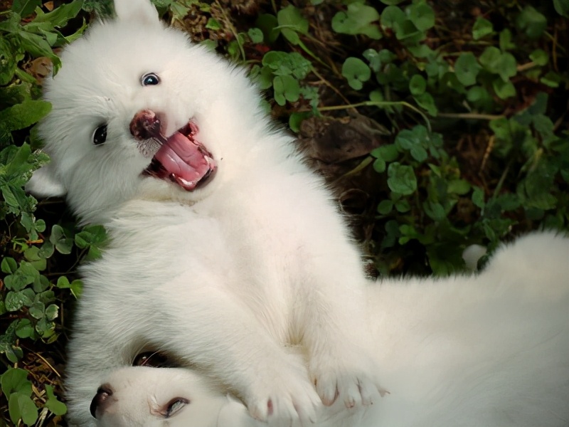 萨摩耶幼犬怎么辨别纯种,萨摩耶怎么鉴定狗狗纯不纯