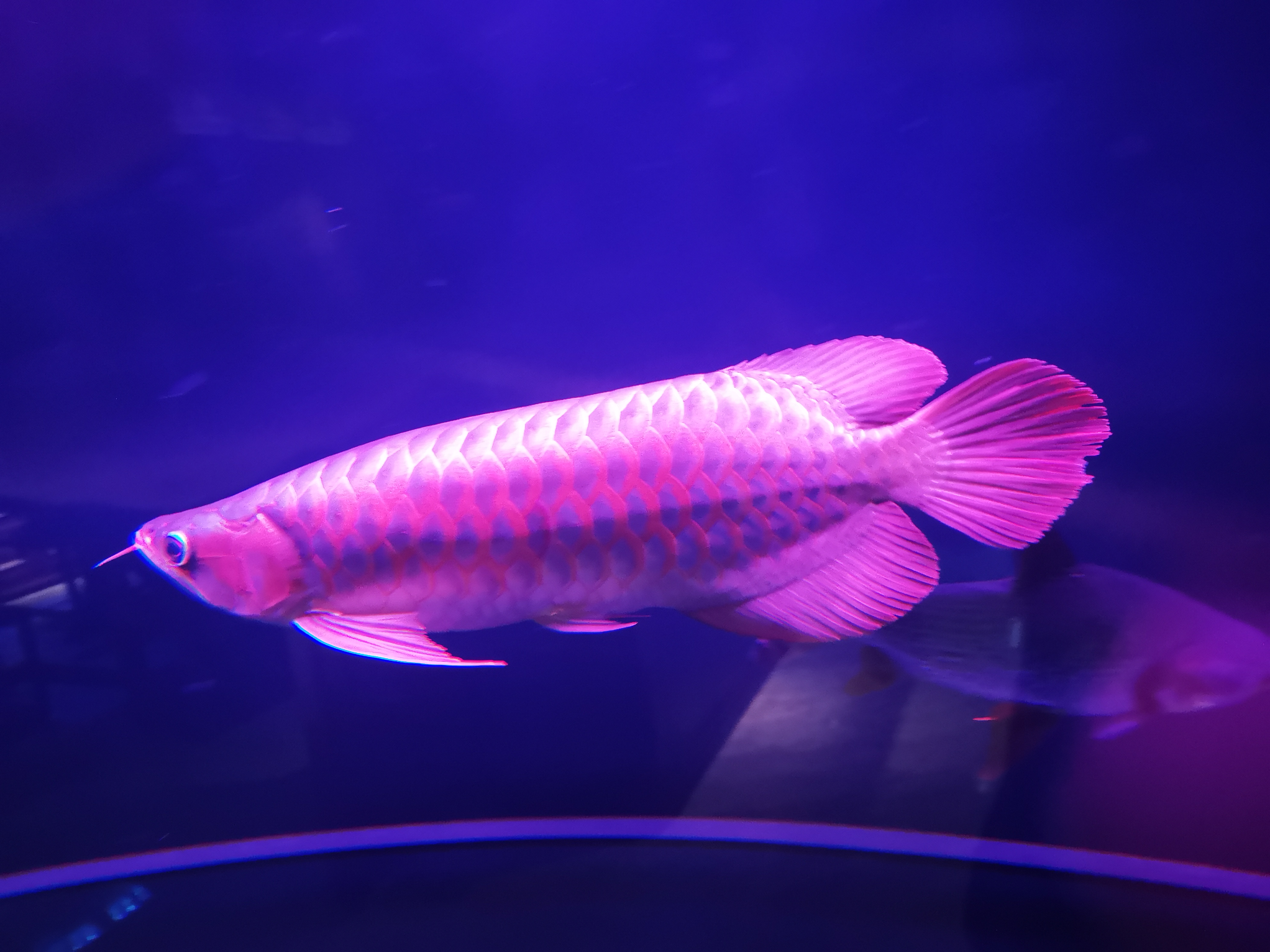 鱼缸死鱼后怎么消毒，高锰酸钾浸泡后会影响细菌屋的使用么？