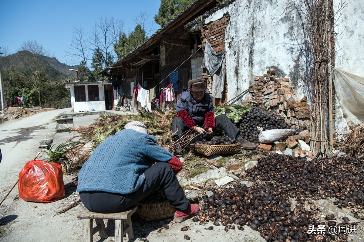 80岁老夫妻捡拾桐子果，剥壳晒干后卖2元1斤，能卖一分算一分