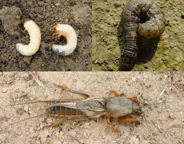 草莓虫害高清图,草莓虫害图谱及药剂选择