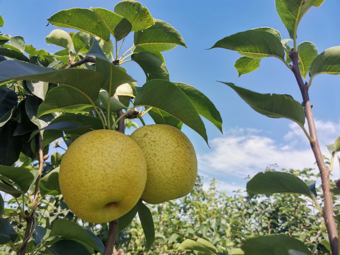 又一大片花海惊艳滹沱河,滹沱河生态景区滹沱花海