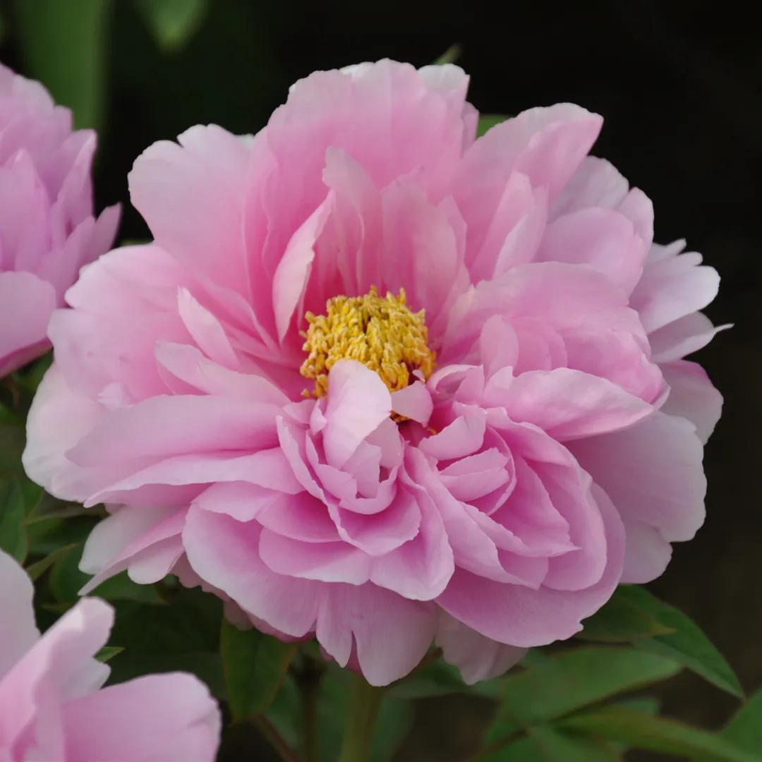 国色天香牡丹花雍容华贵,花中之王国色天香牡丹花