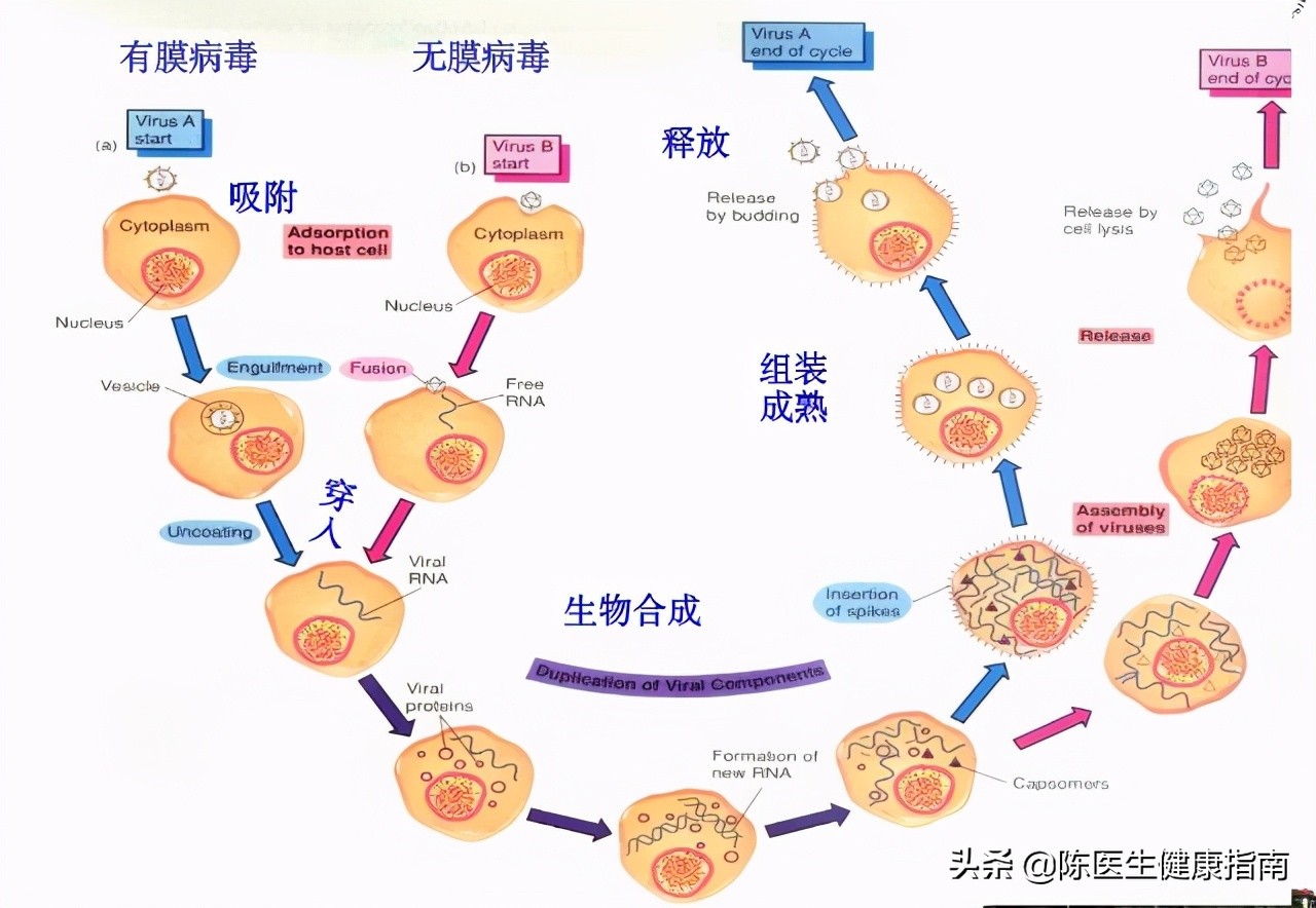 李兰娟院士：不要小看乙肝表面抗原的数值，它或可预测乙肝治愈率