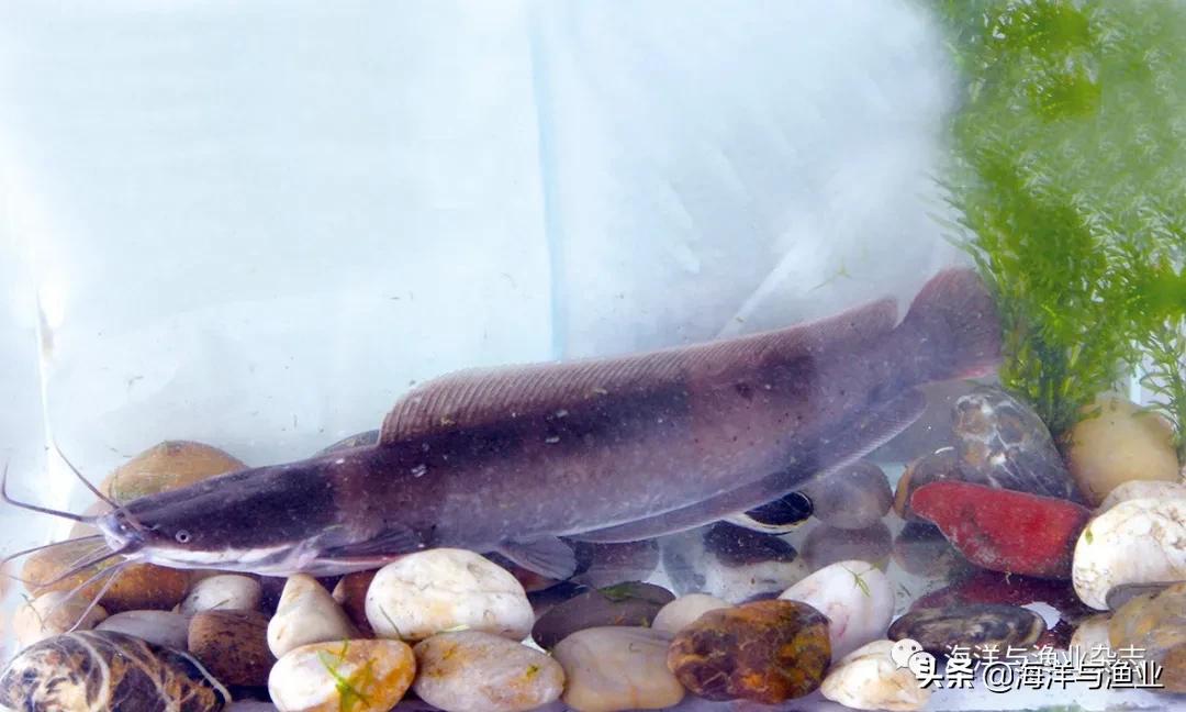 北方江河常见水生生物,陆生生物水生生物有哪些