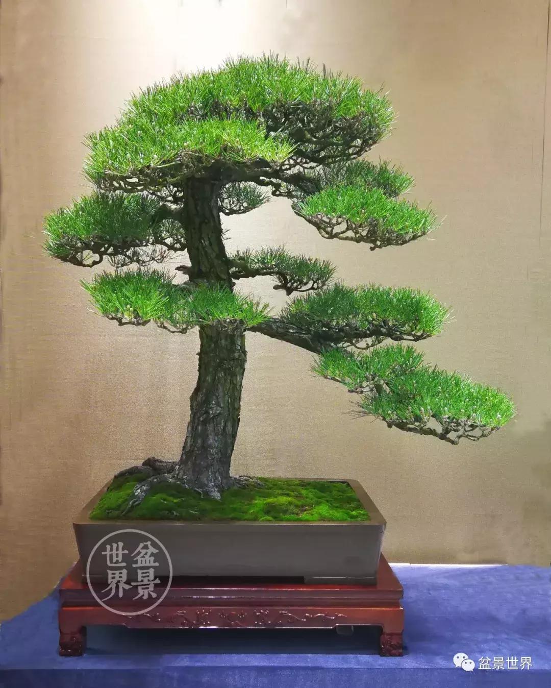 松树盆景经典大片,大斜杆式盆景得金奖作品松树