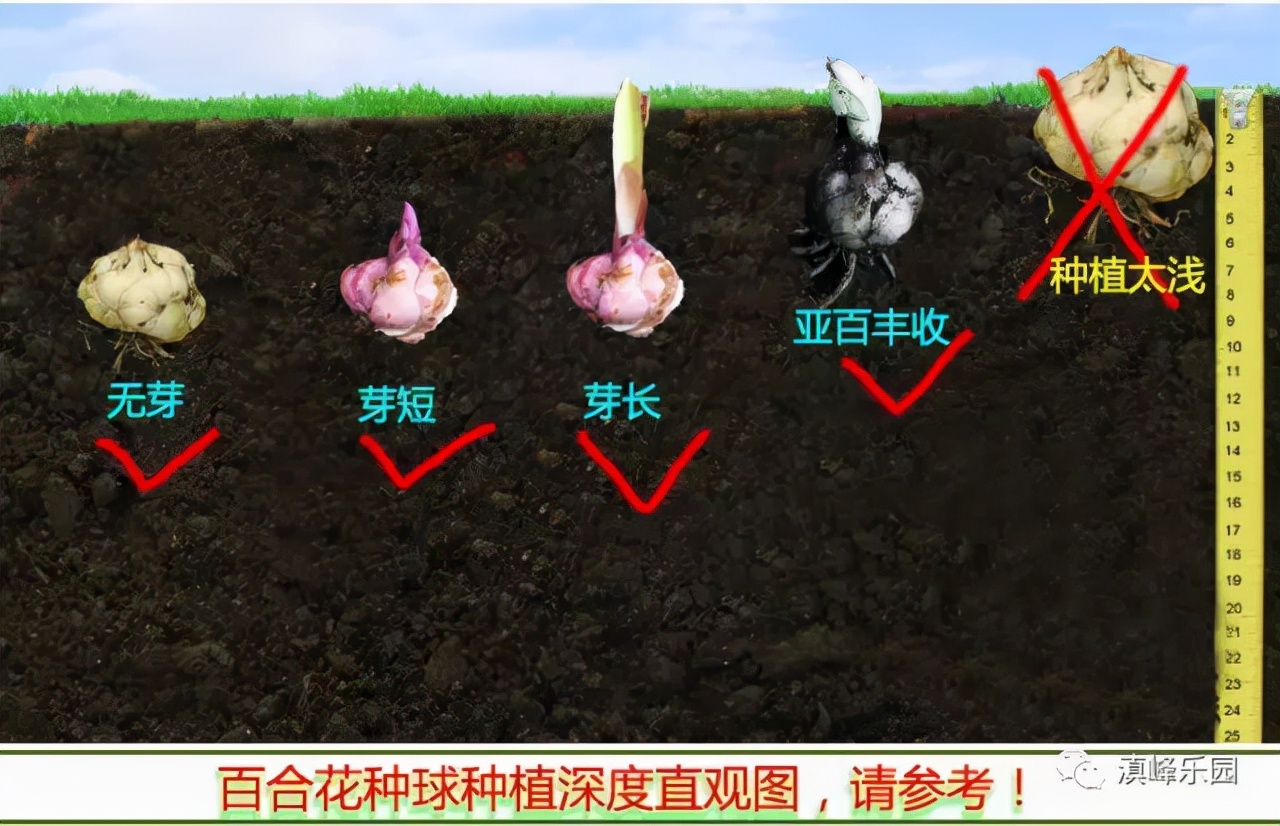 卷丹百合种球繁殖步骤图解,百合种球萌芽1厘米了怎么养护