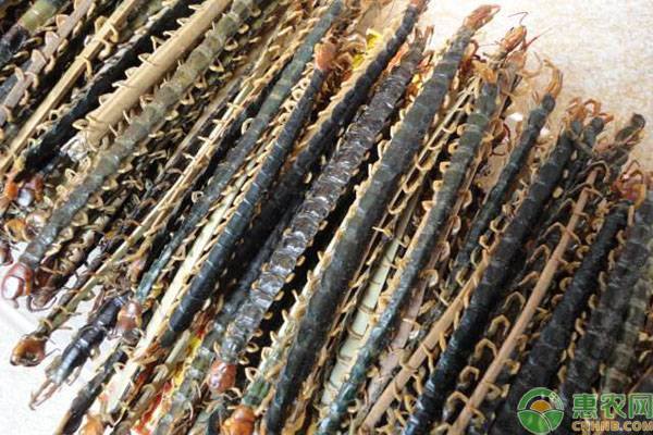 黑头蜈蚣与红头蜈蚣的药用价值,黄蜈蚣与黑蜈蚣哪种药用价值更高