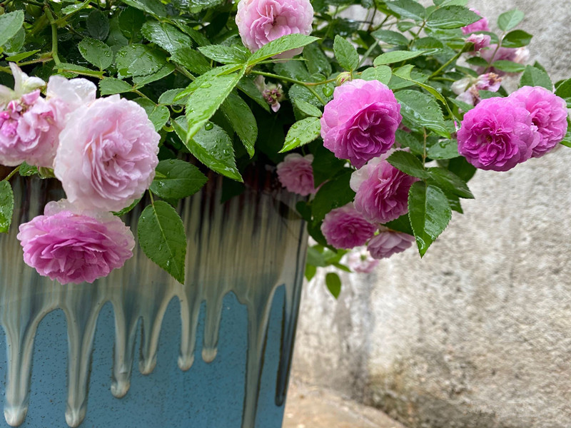 麻吉婶婶，专为阳台而生的盆栽月季，花朵又美又香，花期几乎全年