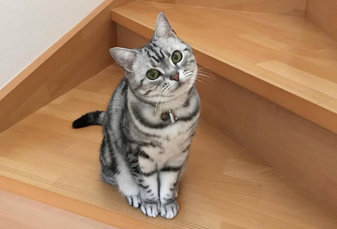 猫咪肚子有毛滴虫怎么引起的,猫咪有三胎毛滴虫