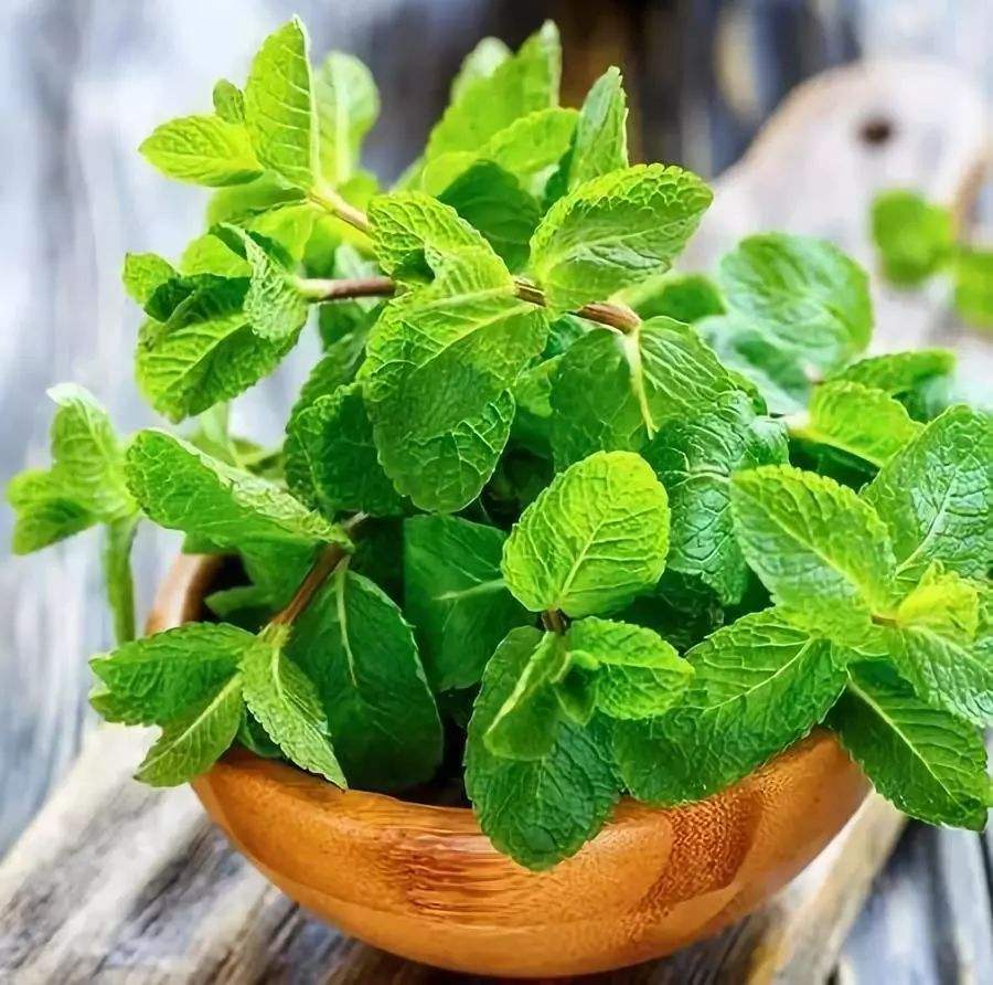 叶片皱巴巴,叶片皱皱巴巴没光泽