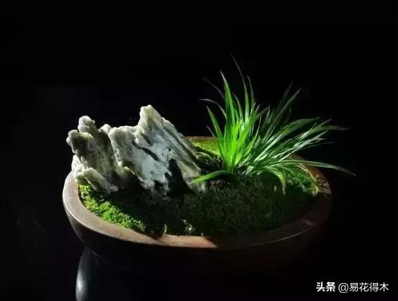 赞美菖蒲盆景的诗句,盆景诗词经典赏析