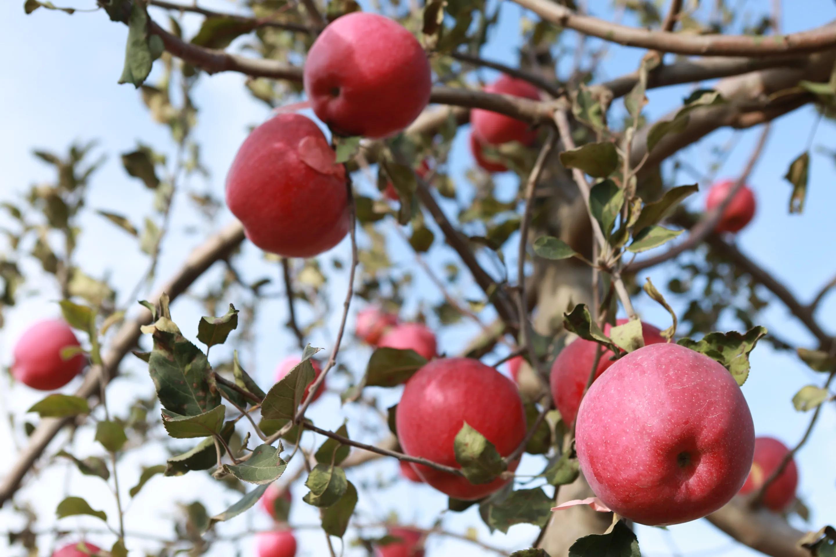 陕西白水苹果种植,陕西白水苹果基地介绍