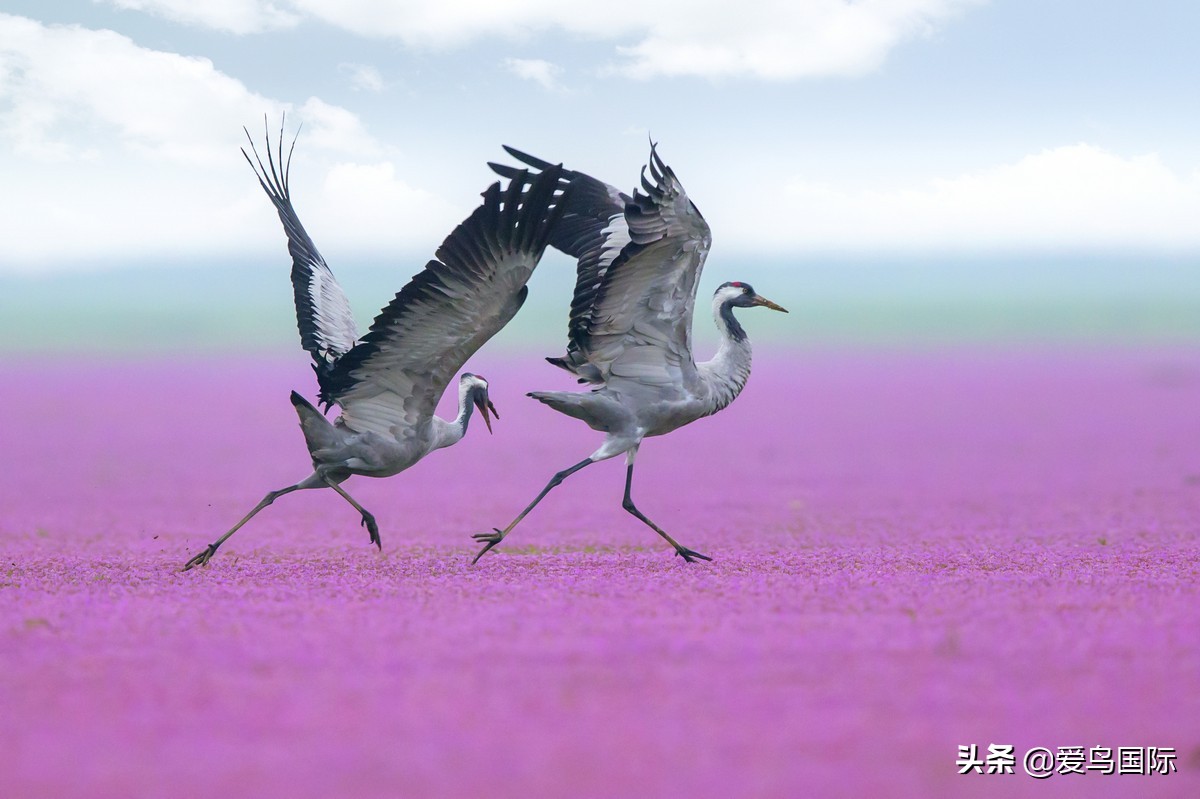 鸟类图片大全大图观赏,鸟类照片合集