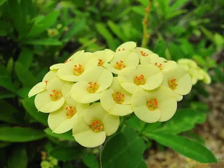 五月份被公认阳台最好养的10种花,喜阴耐旱适合室内养的50种花