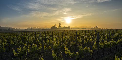 中国2020年葡萄酒排名top10,2023年葡萄酒百大排行榜