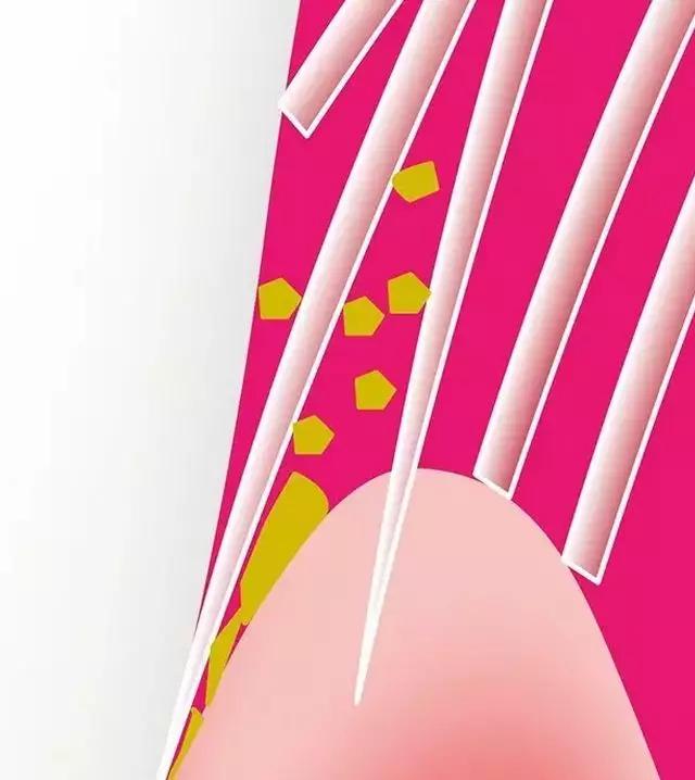 鏃ユ湰绁栧瓩涓変唬,鏃ユ湰濂堣壇鐗欏埛