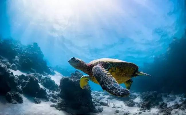 涛岛潜水好吗,去涛岛潜水