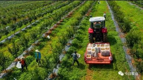 红色宝石树图片,红色宝石