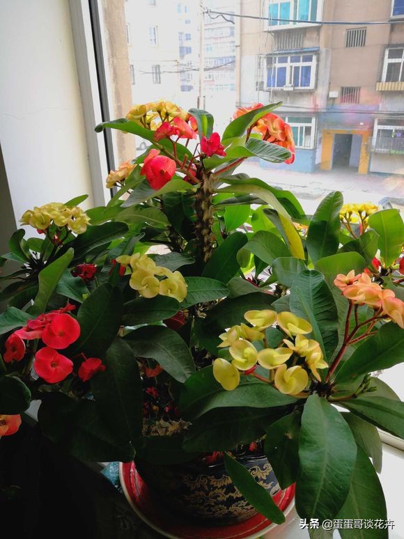 虎刺梅一直不长怎么办,虎刺梅开花后该怎么处理