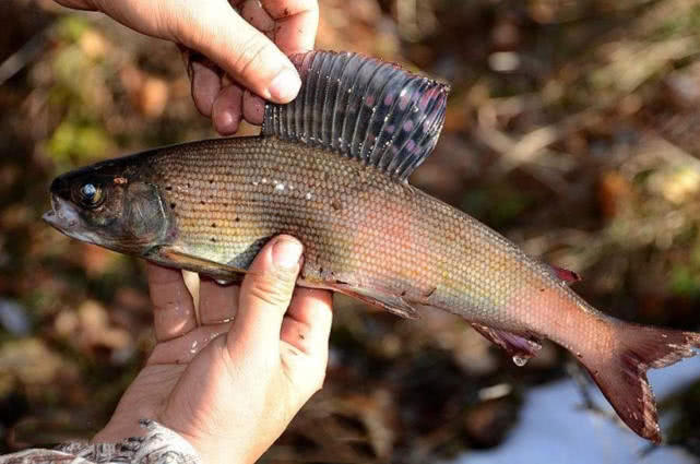 阿勒泰地区,追寻这种冷水溪流中的精灵“花翅子”现在已经禁钓