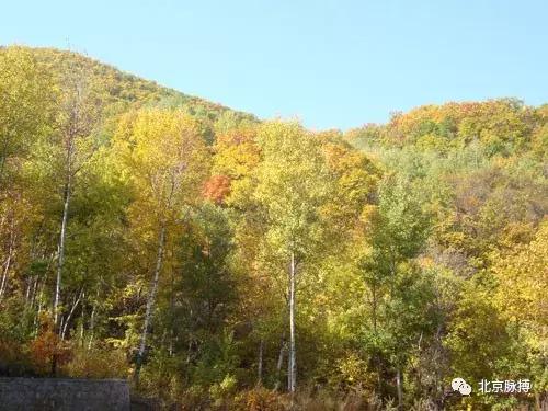 北京国家森林公园风景,画说北京故事
