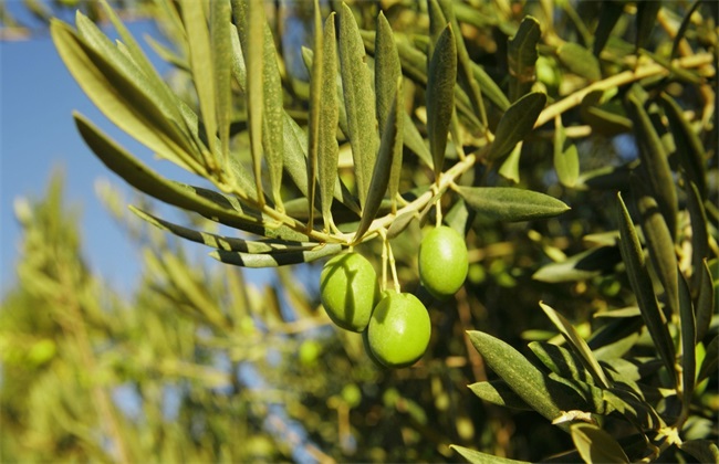 橄榄梢怎么管理,橄榄种植管理技术视频