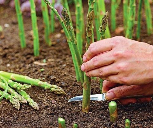 芦笋空心怎么防治,怎么预防芦笋空心
