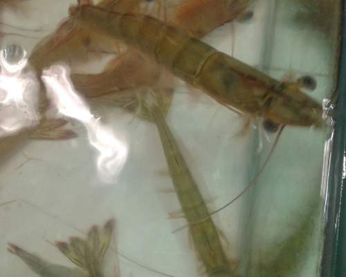 海钓怎么保持养殖虾的活性,活虾怎么保持活性