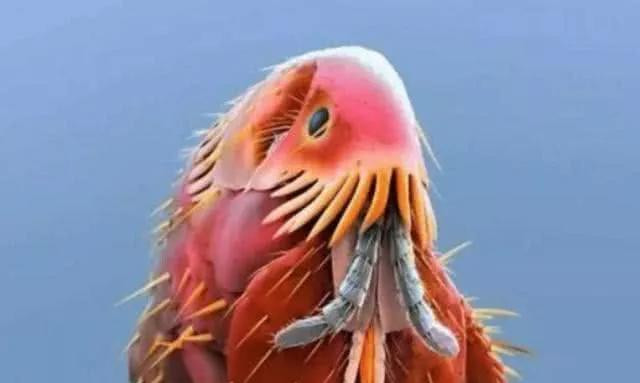 用显微镜看寄生虫是什么样子,显微镜看寄生虫需要放大多少倍